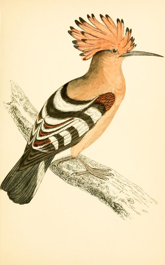 Hoopoe