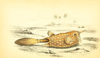Horned Ostracion