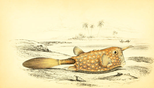 Horned Ostracion