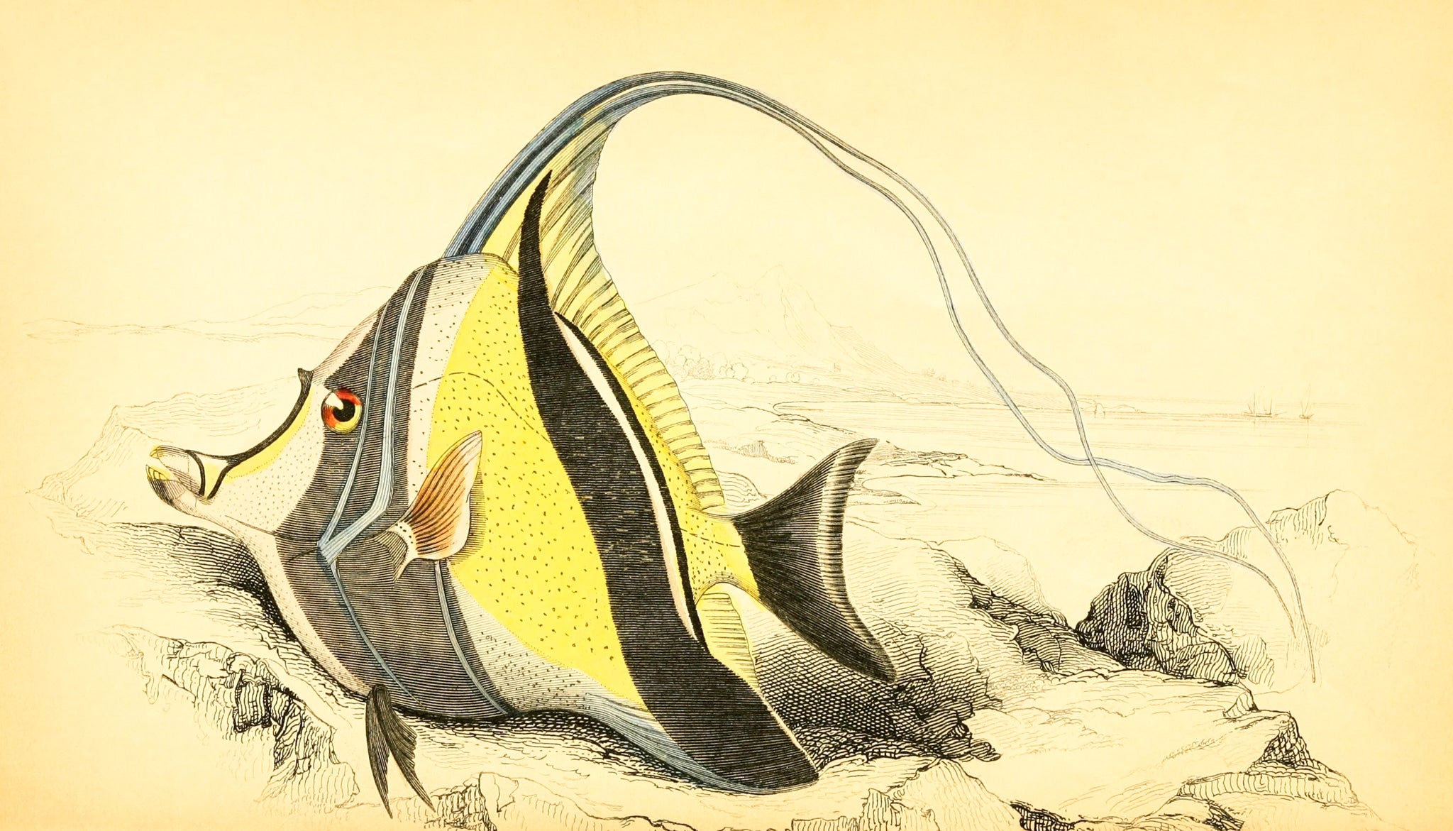 Horned Zanclus or Chaetodon
