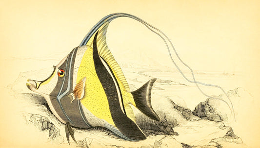 Horned Zanclus or Chaetodon
