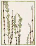 Horsetail