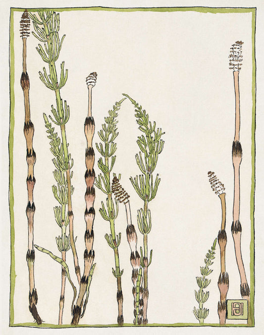Horsetail