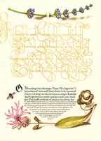 Hyssop, Insect, and Cuckoo Flower
