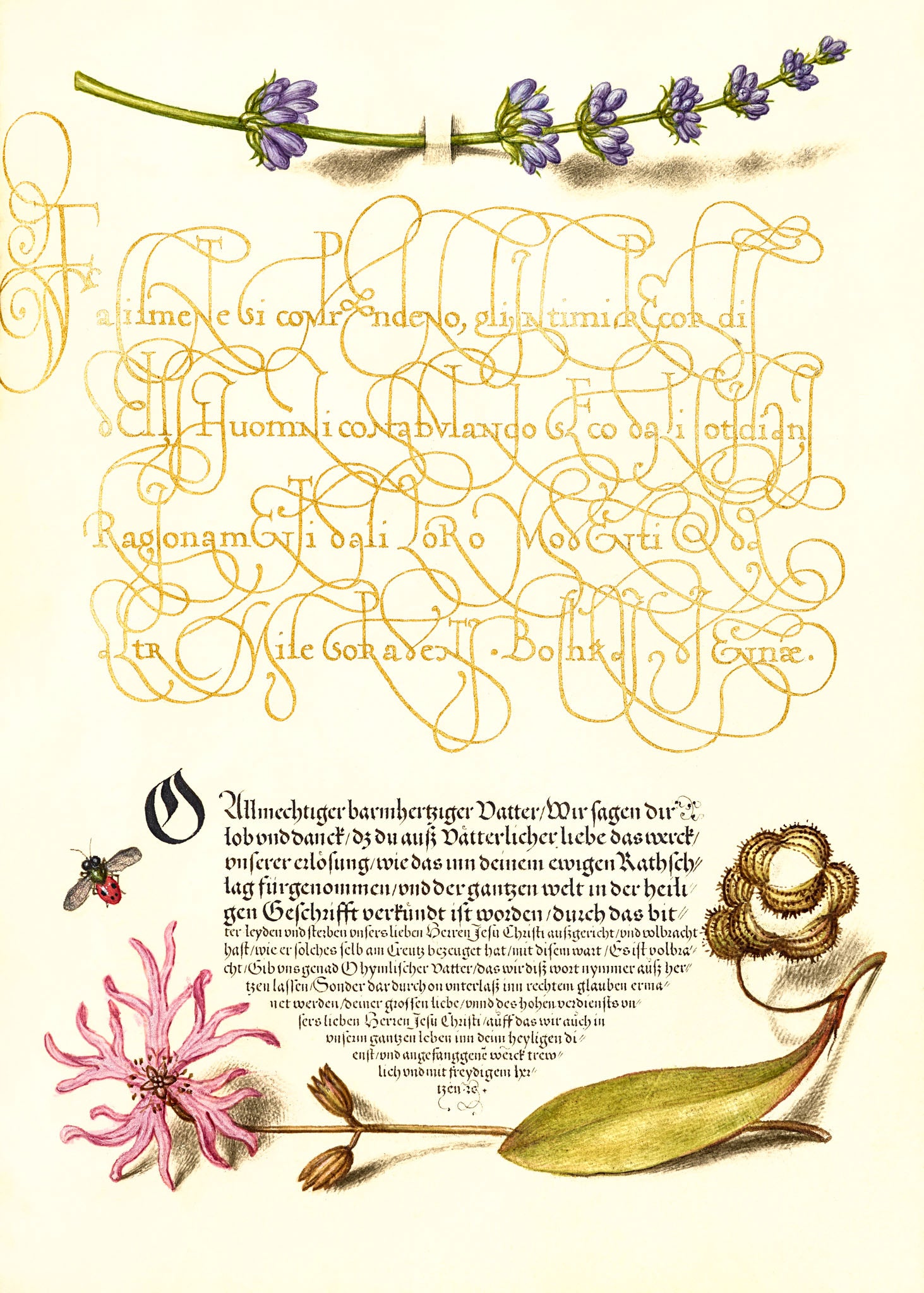 Hyssop, Insect, and Cuckoo Flower
