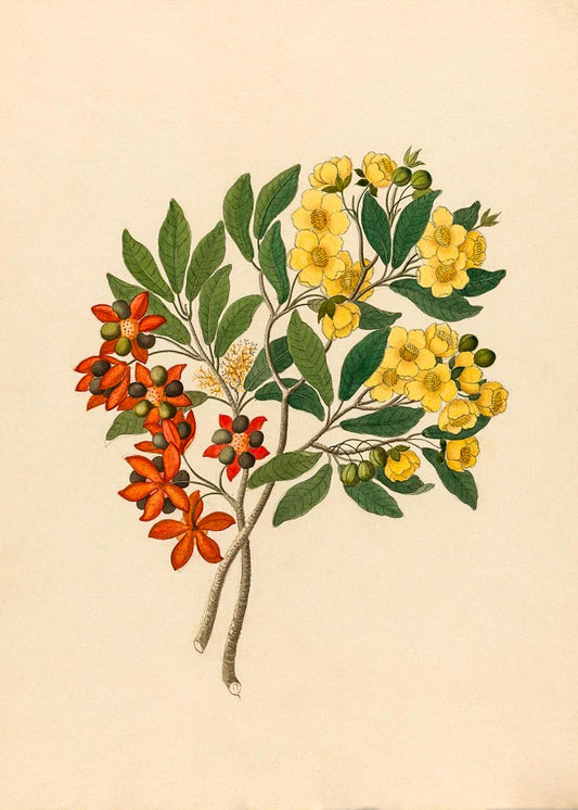 Icosandria Monog. (Ochna Arborea)