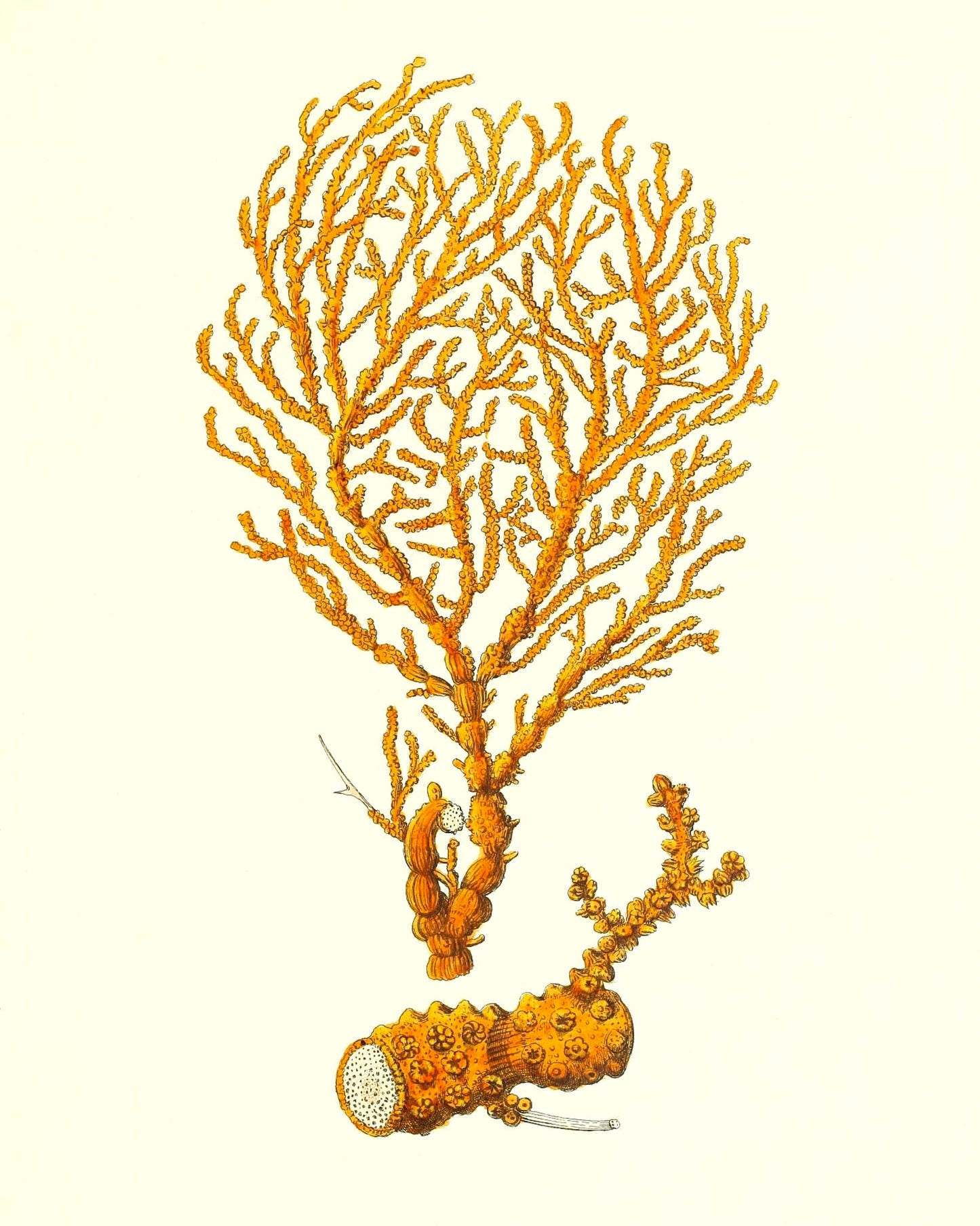 Ifis aurantia