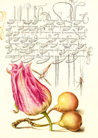 Imaginary Insect, Tulip, Spider, and Common Pear