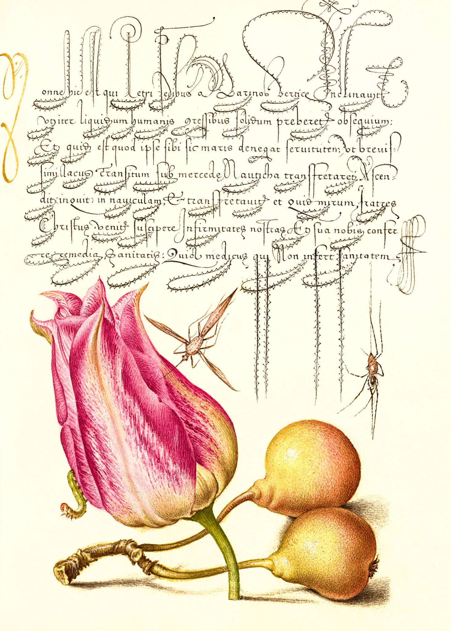 Imaginary Insect, Tulip, Spider, and Common Pear