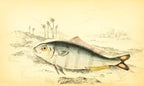 Indian Pilot-Fish