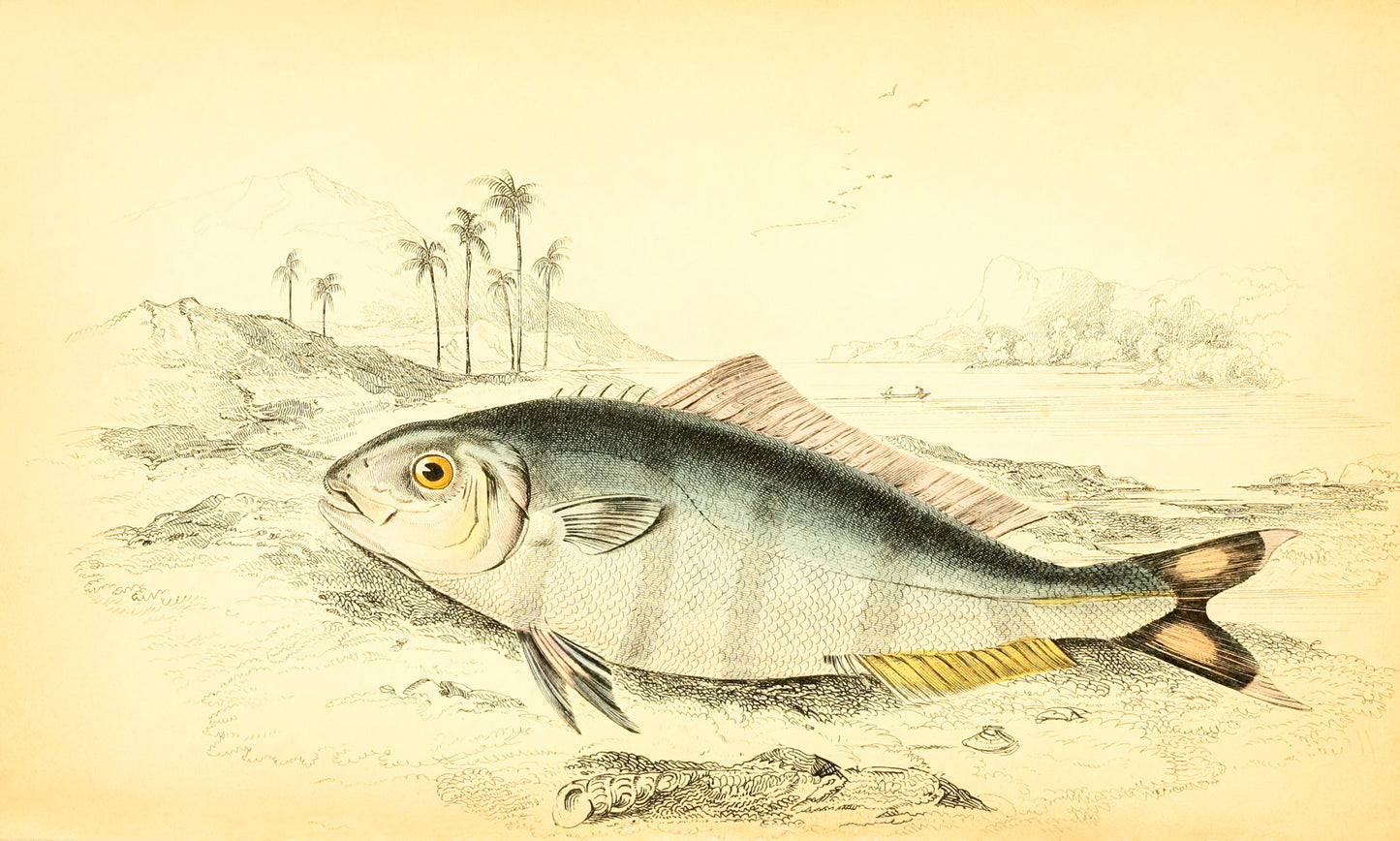 Indian Pilot-Fish