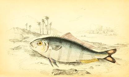 Indian Pilot-Fish