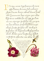 Insect, Balkan Primrose, and Alpine Violet