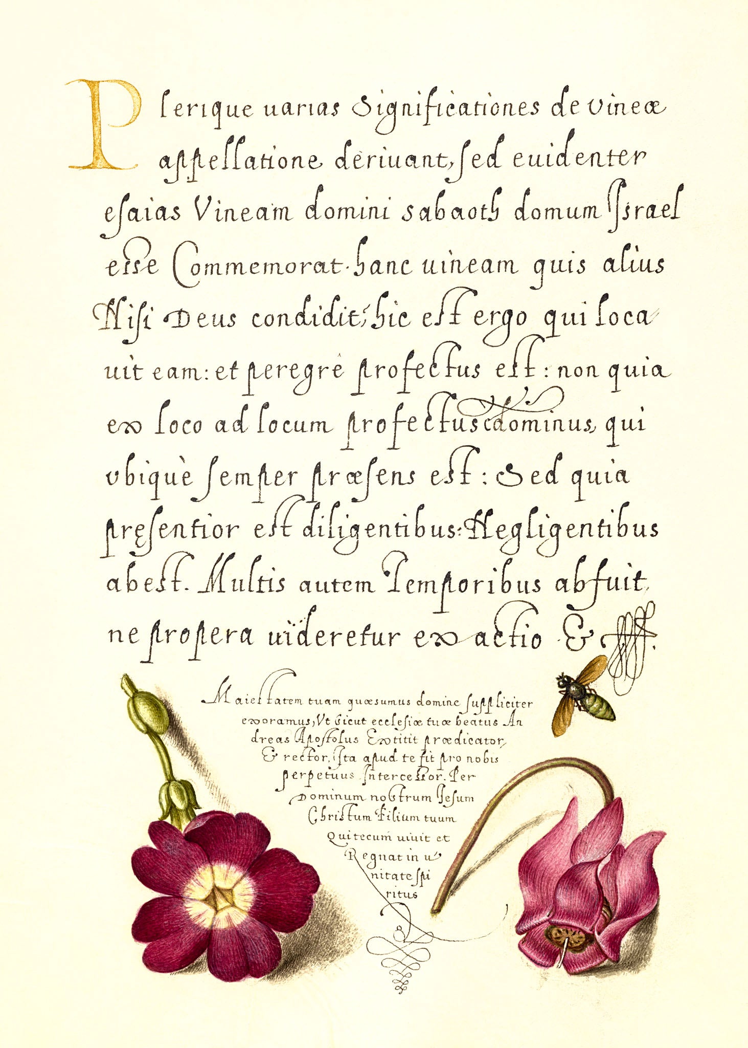 Insect, Balkan Primrose, and Alpine Violet