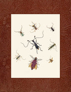 Insects 1