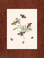 Moths 1