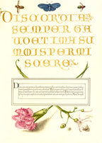 Insects, Carnation, and Judas Tree