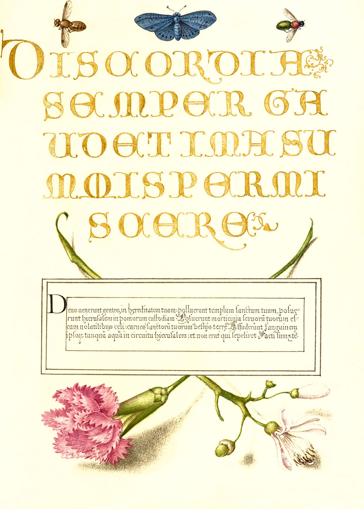 Insects, Carnation, and Judas Tree