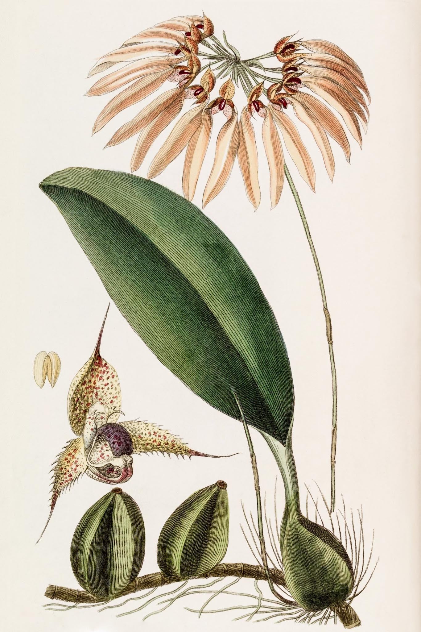 Insular Cirrhopetalum