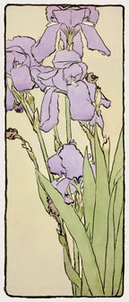 Iris