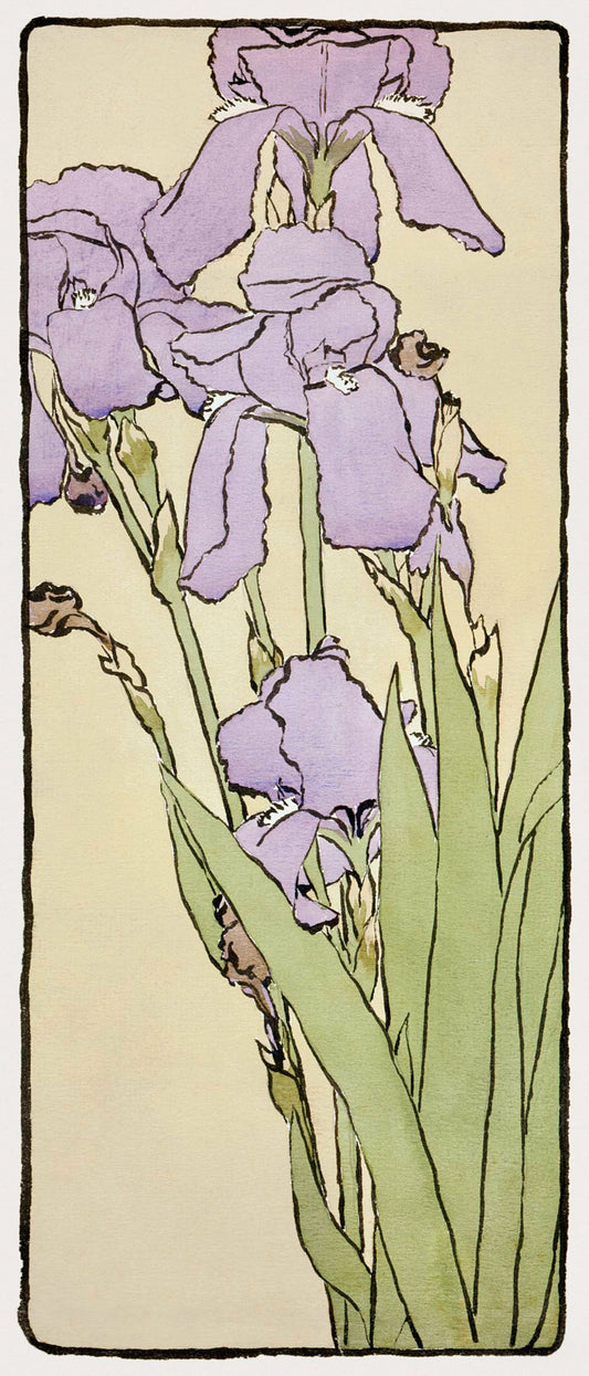Iris
