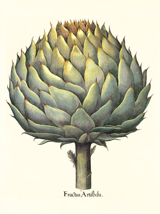 Italian artichoke head