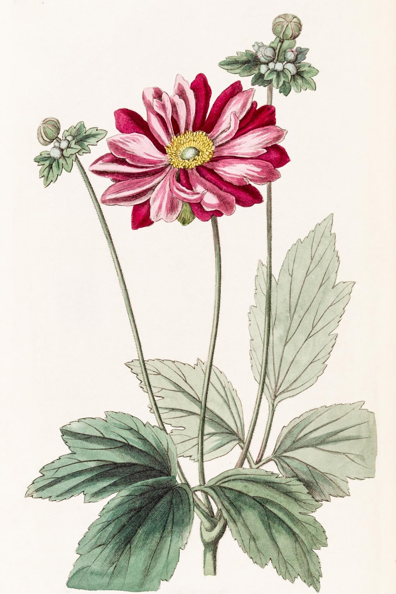 Japanese Anemone