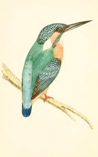 Kingfisher