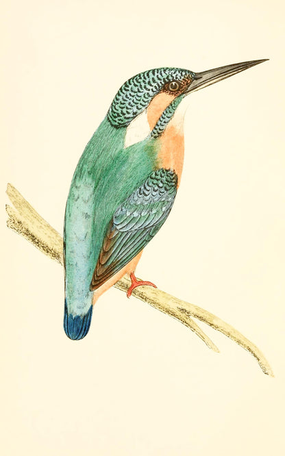 Kingfisher