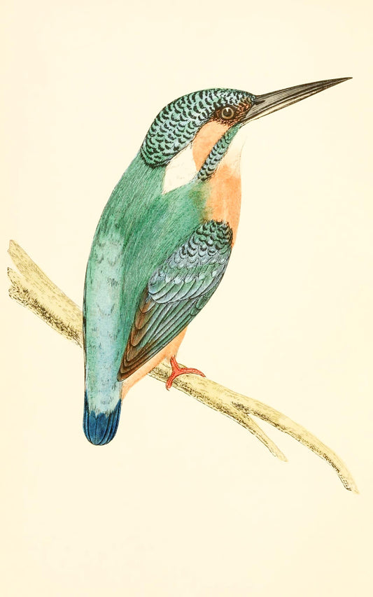 Kingfisher