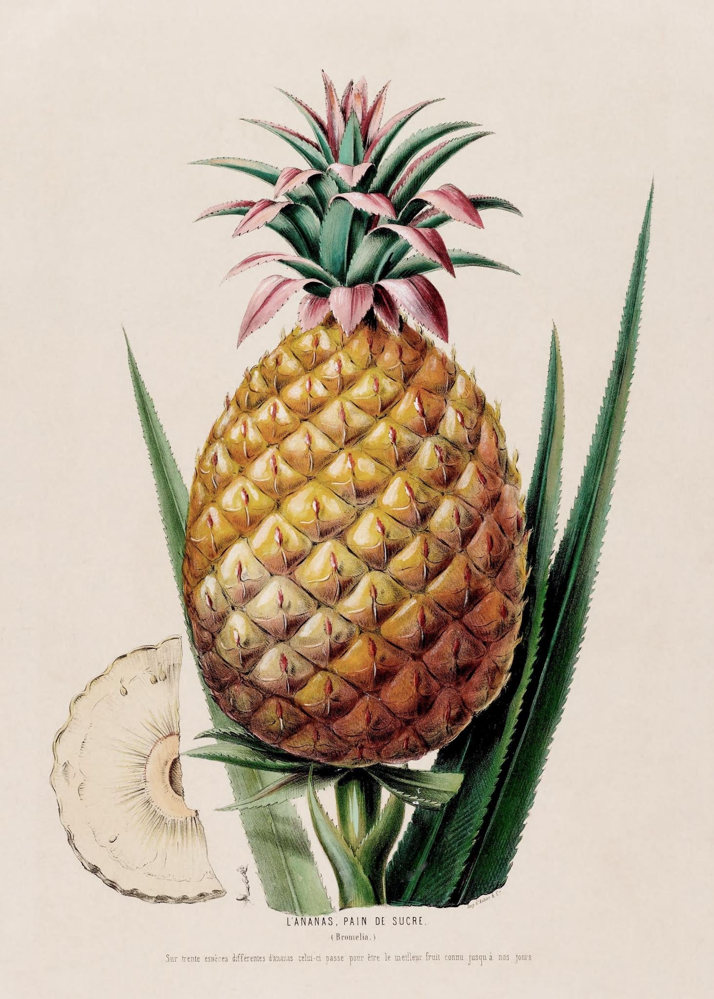 L'Ananas, Pain de Sucre (Bromelia)