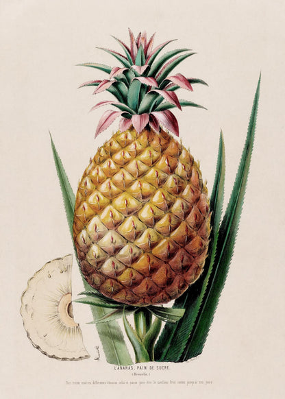 L'Ananas, Pain de Sucre (Bromelia)