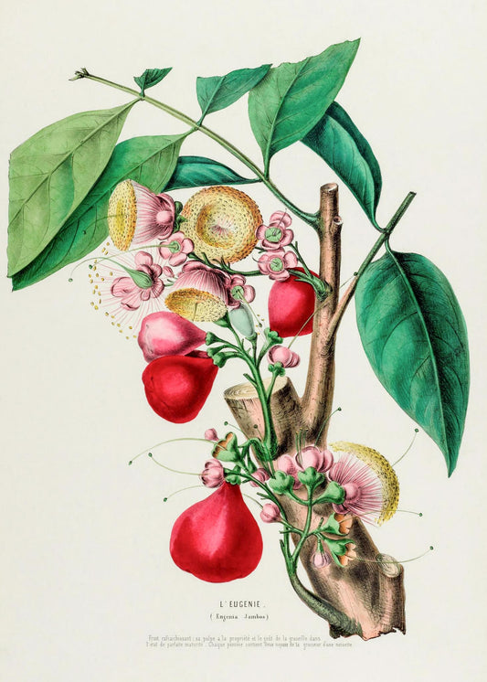 L'Eugenie (Eugenia Jambos)