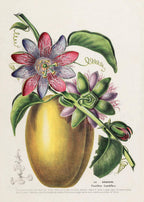 La Barbadine (Passiflora Grandiflora)