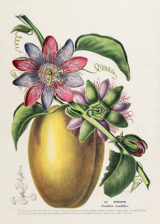 La Barbadine (Passiflora Grandiflora)