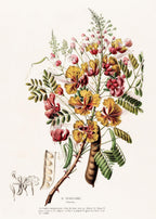 La Poincillade (Poinciana)