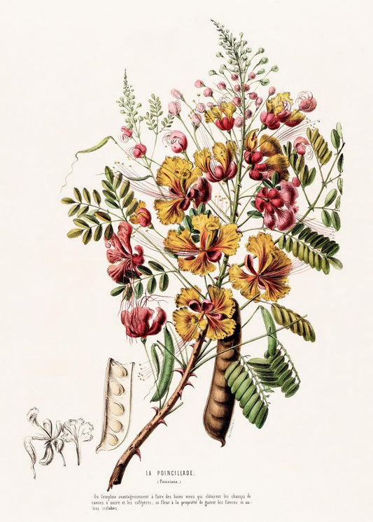 La Poincillade (Poinciana)