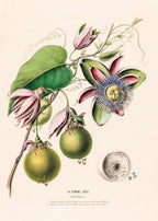 La Pomme Bibi (Passiflora)