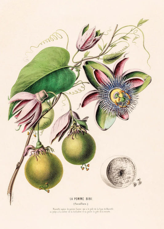 La Pomme Bibi (Passiflora)
