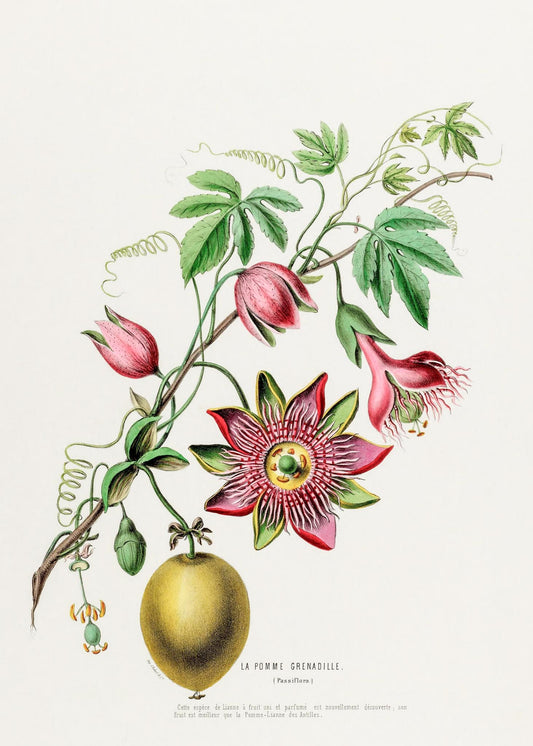 La Pomme Grenadille (Passiflora)