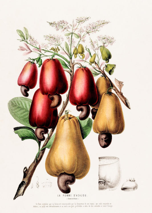 La Pomme d'Acajou (Anacardium)
