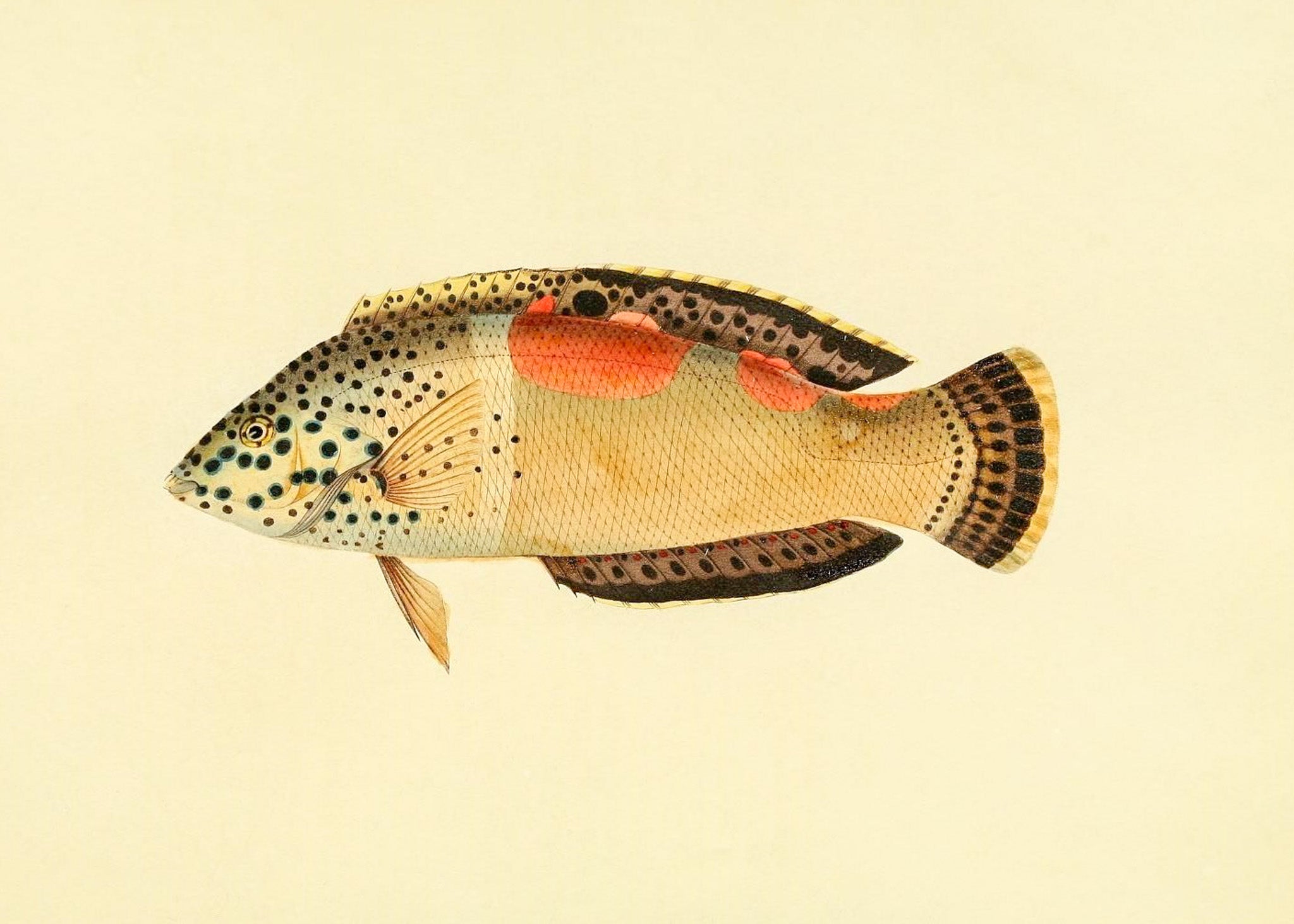 Labrus Aureo-Maculatus