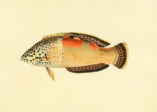 Labrus Aureo-Maculatus
