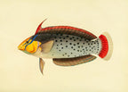 Labrus Formosus