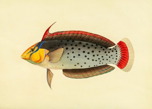 Labrus Formosus