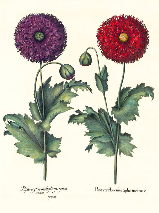 Lacy double-flowered garden poppies