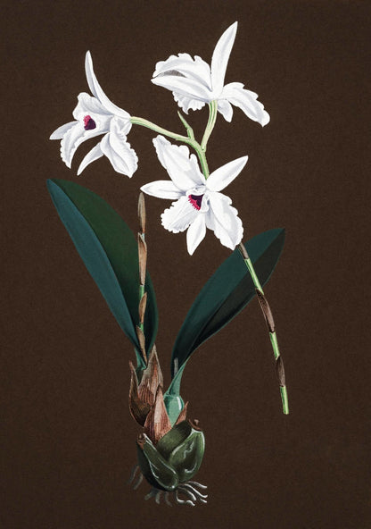 Laelia Acuminata