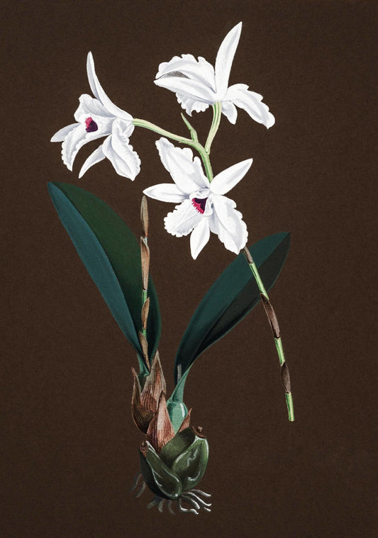 Laelia Acuminata