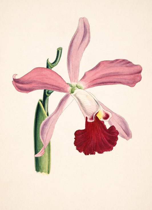 Laelia Elegans
