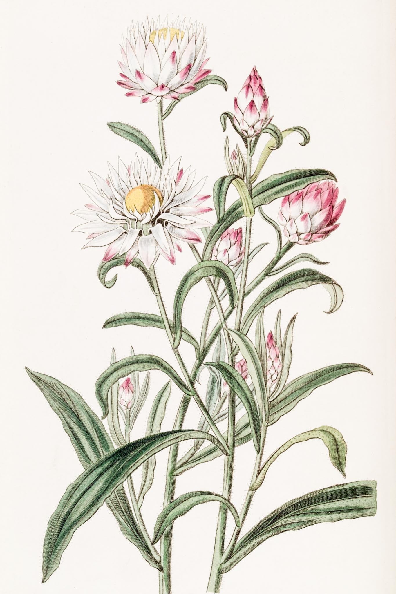 Large-flowered Helichrysum
